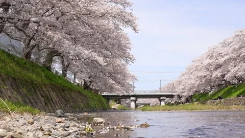 4K slow motion video of cherry blossoms falling along the river. Stock Footage 231200469