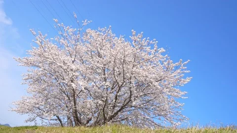 4K slow motion video of cherry blossoms are falling. 스톡 동영상 231366480