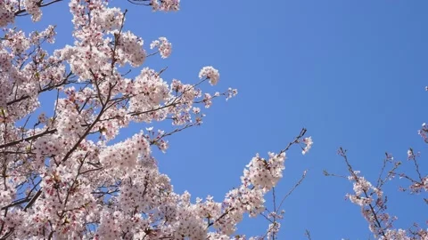 This is a 4K slow motion video of a cherry blossom branch in full bloom. Stock Footage 231366481