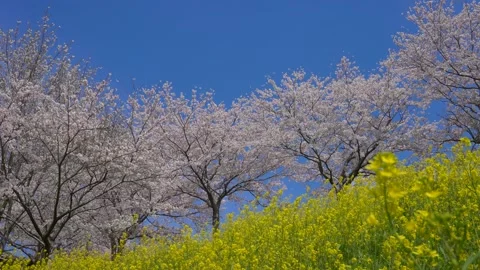 4K slow motion video of cherry blossoms and rape blossoms in full bloom. Stock Footage 231852101