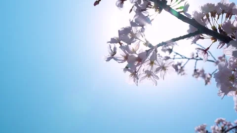 4K slow motion video of cherry blossoms shot with backlighting. Stock Footage 256265064