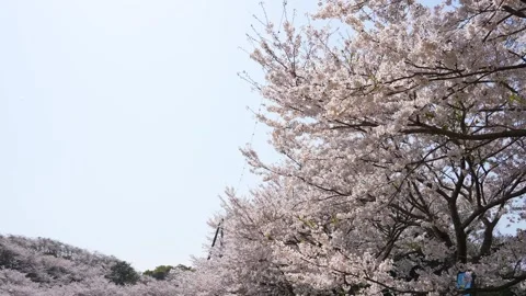 4K slow motion video of cherry blossoms falling. Stock Footage 263012182