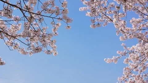 4K slow motion video of cherry blossoms falling. Stock Footage 302407308
