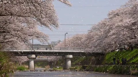 4K slow motion video of cherry blossoms falling along the river. Video stock 323803465