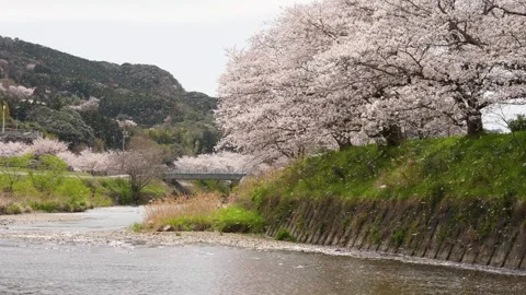 4K slow motion video of cherry blossoms falling along the river. Stock Footage 325754602
