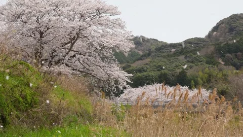 4K slow motion video of cherry blossoms falling along the river. Stock Footage 325754606