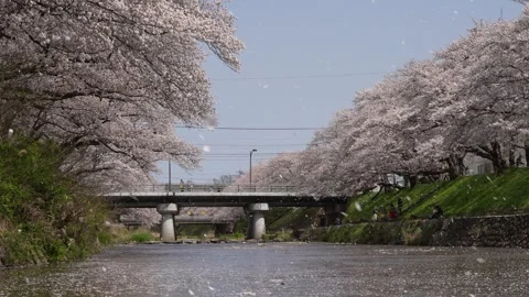 4K slow motion video of cherry blossoms falling along the river. Stock Footage 325754608