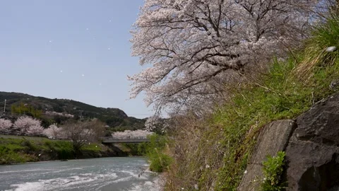 4K slow motion video of cherry blossoms falling along the river. Stock Footage 325823544