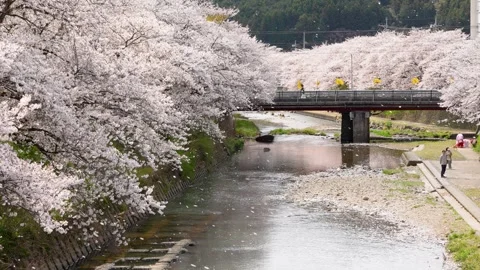 4K slow motion video of cherry blossoms falling along the river. Video stock 327175041