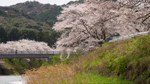 4K slow motion video of cherry blossoms falling along the river. Stock Footage 327502370