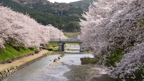 4K slow motion video of cherry blossoms falling along the river. Stock Footage 327502634