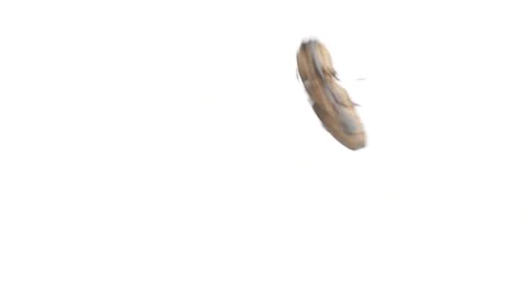 4K slow-motion video of a Click beetle jumping around. Video stock 233941338