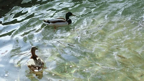 4K Slow motion video of a couple of wild mallard ducks swimming in crystal cl Stock Footage 340798892