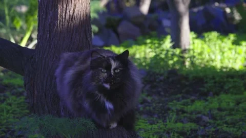 4K slow motion video of a cute grey cat is shown in wild nature. Stock Footage 327696381