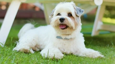 4K Slow motion video of a cute Biewer Yorkie dog lying on a green grass lawn. 스톡 동영상 341387716