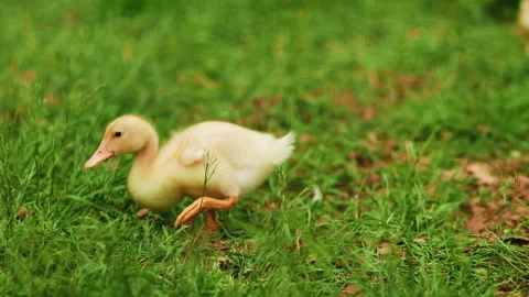 4K Slow motion video of a cute yellow American Pekin duckling walking on a gr Vídeos de archivo 341387823