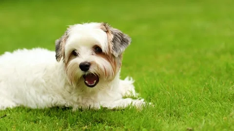 4K Slow motion video of a cute Biewer Yorkie dog lying on a green grass lawn. Stock Footage 341682496