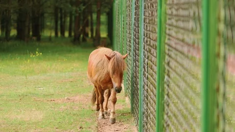 4K Slow motion video of a cute fluffy Shetland pony horse walking along a tal Vidéo 341682500