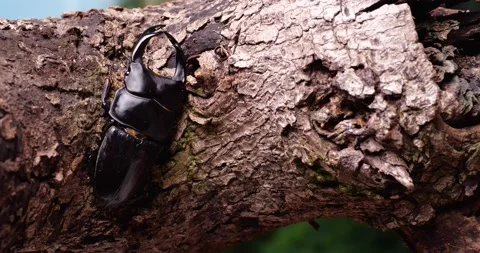 4K slow motion video of the Dorcus hopei binodulosus. Stock Footage 238824100