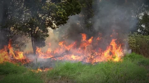 A 4K Slow Motion video of a field burning up with high flames  pushing Stock Footage 254020984