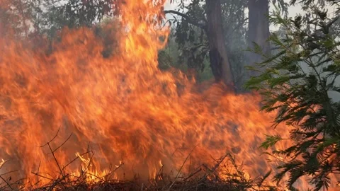 A 4K Slow Motion video of a field burning up with high flames  pushing Stock Footage 254021232
