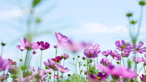4K slow-motion video of a field of cosmos flowers in full bloom. Vídeos de archivo 340872819