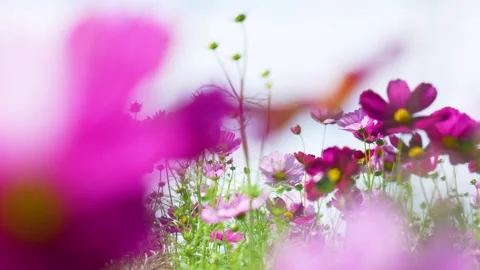 4K slow-motion video of a field of cosmos flowers in full bloom. Vídeo Stock 341450621