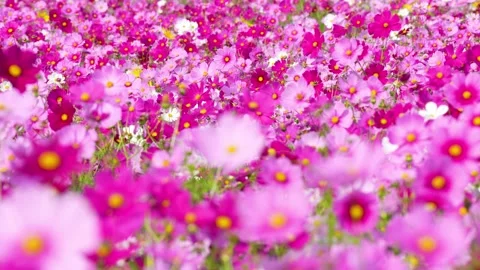 4K slow-motion video of a field of cosmos flowers in full bloom. Stock Footage 342092281