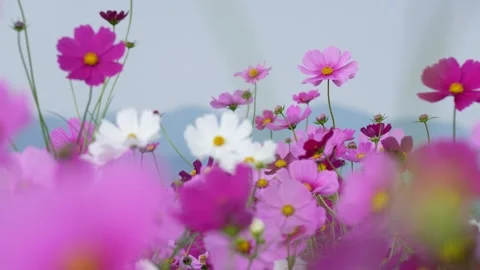 4K slow-motion video of a field of cosmos flowers in full bloom. Stock Footage 342092287