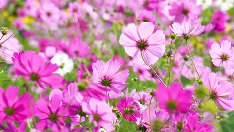 4K slow-motion video of a field of cosmos flowers in full bloom. Stock Footage 342092292