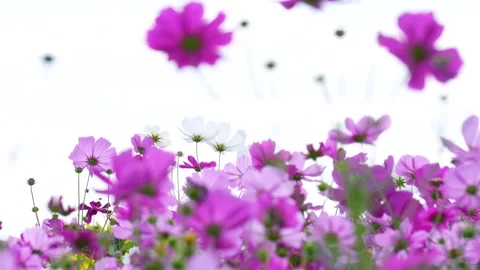 4K slow-motion video of a field of cosmos flowers in full bloom. Stock-Footage 342094167