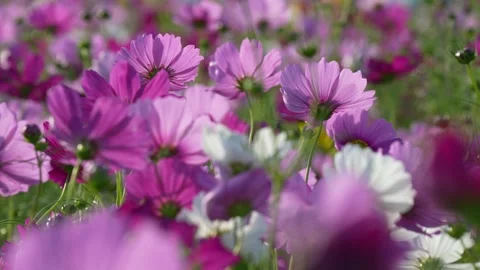 4K slow-motion video of a field of cosmos flowers in full bloom. Stock-Footage 342867792