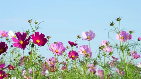 4K slow-motion video of a field of cosmos flowers in full bloom. 動画素材 342867812