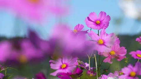 4K slow-motion video of a field of cosmos flowers in full bloom. Видео 344776491