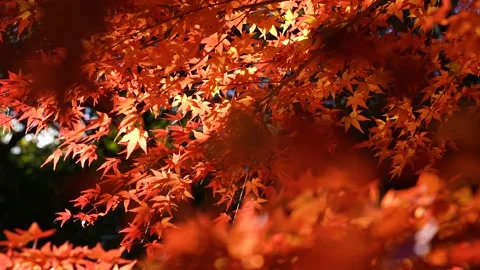 4K slow motion video of a fixed shot of a branch of autumn leaves turning red. Stock Footage 204714870