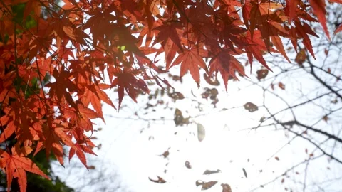 4K  slow motion video of a fixed shot of autumn leaves. Stock Footage 218994519
