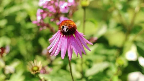 4K Slow motion video of a fluffy bumblebee pollinating a pink echinacea flowe Vídeos de archivo 341387732