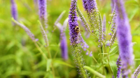 4K Slow motion video of a fluffy bumblebee sitting and collecting pollen on a 스톡 동영상 341387794