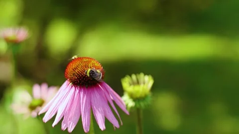 4K Slow motion video of a fluffy bumblebee sitting and collecting pollen on a 스톡 동영상 341387798