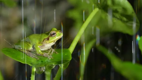 4K slow motion video of frogs bathing in water. Stock Footage 172175030