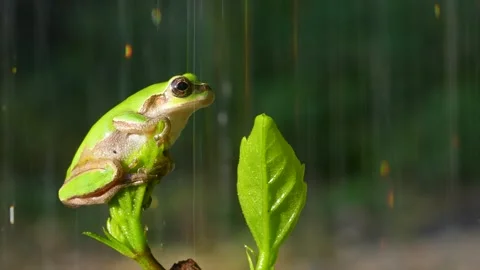 4K slow motion video of frogs bathing in water. Stock Footage 265540468