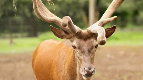 4K Slow motion video of a funny red deer stag showing tongue. Close up front 스톡 동영상 341387792