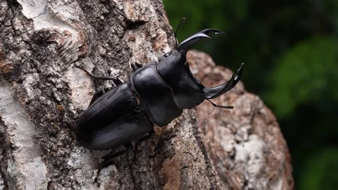4K slow motion video of a giant stag beetle moving on a tree in the forest. 스톡 동영상 270515331