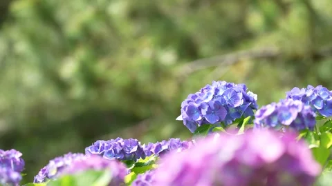 4K slow motion video of hydrangea shot from bottom to top. Stock Footage 265000218