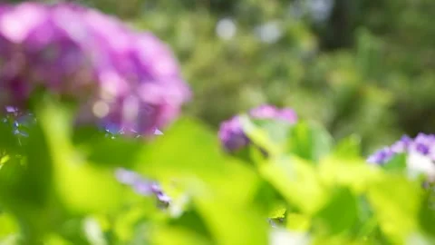 4K slow motion video of hydrangea shot from bottom to top. Stock Footage 265430475