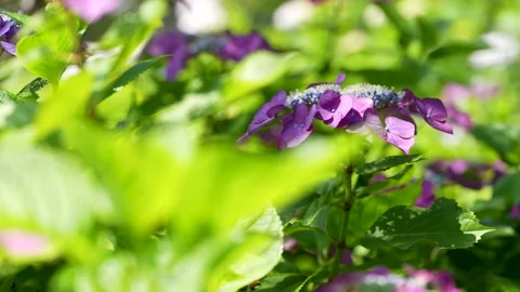 4K slow motion video of hydrangea taken while moving slowly. Stock Footage 265434009
