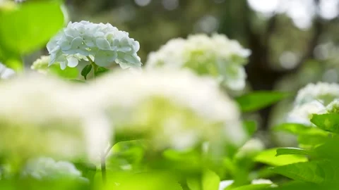4K slow motion video of hydrangea shot from bottom to top. Stock Footage 265434930