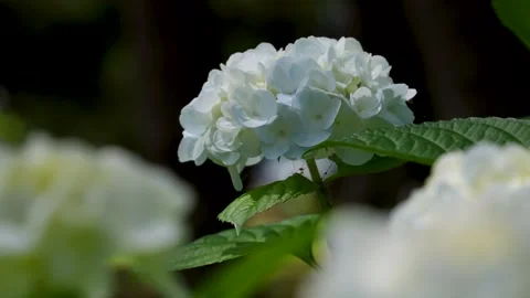 4K slow motion video of hydrangea shot tilt-up. Stock Footage 304490702