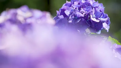 4K slow motion video of hydrangea shot tilt-up. Stock Footage 304568488