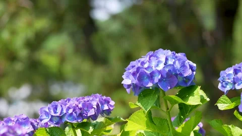 4K slow motion video of hydrangea shot tilt-up. Video stock 305363948
